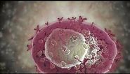 Mast Cells: Strategic Granulocytes