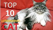 Top 10 Longhaired Cat Breeds You Need To Meet