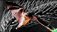 Incredible Bat Footage Shows Long, Snaking Tongues