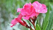 How Toxic Is Oleander to Humans?
