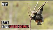 Why Bats Hang Upside Down | Fascinating Facts and Adaptations | Bat Sleeping Behavior Explained!