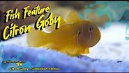 Fish Feature: Citron Goby - Gobiodon citrinus