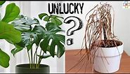 7 Unlucky Plants to Avoid Indoors || Plants that Bring Bad Luck and Poverty