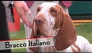 Bracco Italiano - Bests of Breed