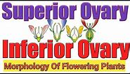 Superior and inferior ovary||trick for hypogynous and epigynous flower-Morphology flowering plants