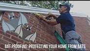 Bats in House: How to Inspect & Protect your Home from Bats