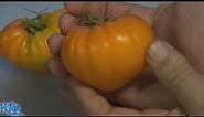 ⟹ Orange German Strawberry Tomato | Solanum lycopersicum | Tomato Review
