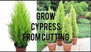 how to grow #Cypress/Cyprus plant from# cutting.