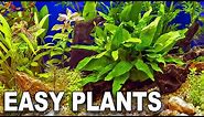 My Top 10 Easy Beginner Aquarium Plants