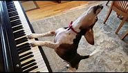 NEW SONG! Buddy Mercury in Red - The Singing Beagle Plays Piano
