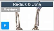 Bones of the forearm - Radius and ulna (preview) - Human Anatomy | Kenhub