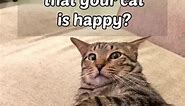 What are the signs that your cat is really happy #cat #cats #catlover #catlife #catlovers #kitty #pet #cute #love #meow #fyp #reels #trending #viral | Meowtherizzer