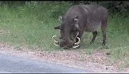 Look at those tusks! A huge male Warthog eating grass – on his knees