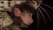 Incredible leopard and baby baboon interaction