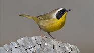 Common Yellowthroat Identification, All About Birds, Cornell Lab of Ornithology