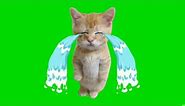 el gato crying meme ( green screen) no copy right,free to use #elgato #crying #greenscreen