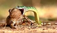 What Do Snakes Eat? The Foods They Love and How They Hunt Their Prey