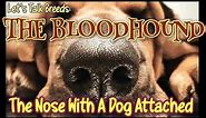 Quick Answer: Cuban Bloodhound, Who Used The Cuban Bloodhound And How Were They Used | PetThings
