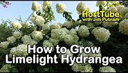 How to grow Limelight Hydrangeas (Hydrangea Paniculata or Tree Hydrangea)
