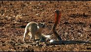 Mongoose Vs. Cobra | Smithsonian Channel