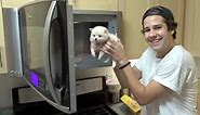 PUTTING A PUPPY INTO THE MICROWAVE!! | David Dobrik