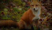 Red Fox as a Totem: Personality Characteristics and Life-Path Challenges