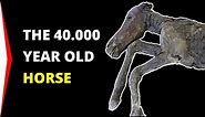 Amazing discovery! 40.000 year old horse found in Siberian permafrost