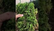 How to grow moss 5 fern moss Thuidium Delicatulum, carpeting moss, low light, propagating moss
