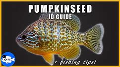 PUMPKINSEED ID GUIDE + FISHING TIPS + RANGE MAPS | Lepomis gibbosus