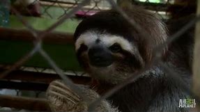 Saucy Samantha Calls for Suitors | Meet the Sloths