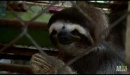 Saucy Samantha Calls for Suitors | Meet the Sloths