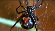 Facts About Spiders 🕷 - Secret Nature | Spider Documentary | Natural History Channel