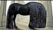 Top 10 Most Beautiful Horses in The World