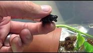 World's Smallest Turtle?