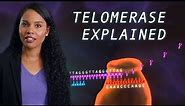 The links between telomerase and aging