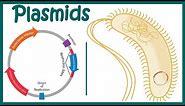 Plasmids | Cloning vectors: Plasmids | Why do we use plasmids in RDT? | features of a plasmid