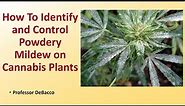 How To Identify and Control Powdery Mildew on Cannabis Plants
