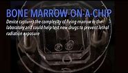 Bone Marrow-on-a-Chip