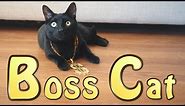 Boss Cat (Official Music Video)