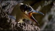 These Ancient Birds Have Been Around for 44 Million Years | Africa | BBC Earth
