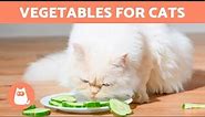 The BEST VEGETABLES for CATS 🐱🥕 Types and Benefits