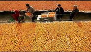 How to Harvest Apricots? Dried Apricots Processing Technology - Apricot Farming & Apricot Harvesting