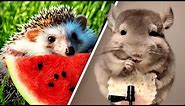 Too Cute Baby Animals Eating Food ASMR - Nom Nom 🍔🍉