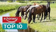 Top 10 horse breeds
