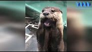 OTTERS: best FUNNY moments 2020 🦦🦦