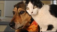 Funny Cats and Dogs Compilation