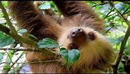 Sloths Climbing Trees