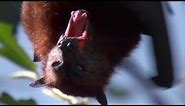 Giant Fruit Bats | Benedict Cumberbatch Narrates South Pacific | BBC Earth