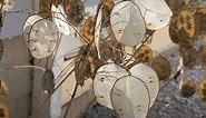 How to turn the Money Plant into Silver Dollars (Lunaria annua)