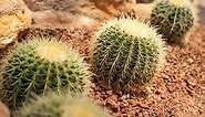 Golden Barrel Cactus 101: Care and Growth Tips